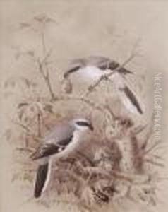 Shrikewith Their Prey In A Thorn Bush by Johan Gerard Keulemans