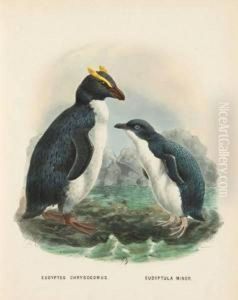 [a History Of The Birds Of New Zealand] by Johan Gerard Keulemans