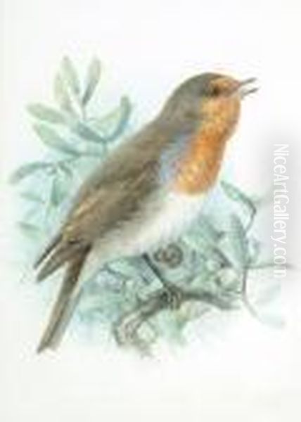 Little Gulls; A Robin; A Goldfinch; A Yellow Wagtail; Snipe - view 1