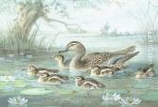 A Cuckoo; Tits Mobbing A Little
Owl; A Bluetit; A Mallard On The Water With Young; A Blackbird - view 1