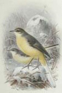 Yellow Wagtails by Johan Gerard Keulemans