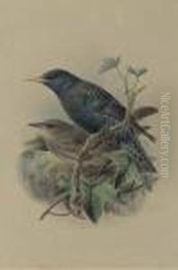 An Adult And A Juvenile European Starling by Johan Gerard Keulemans