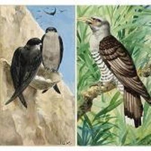 Birds by Johan Gerard Keulemans