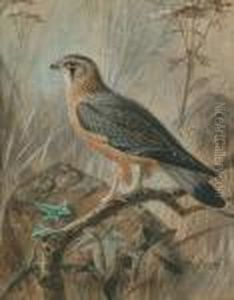 Sparrow Hawk