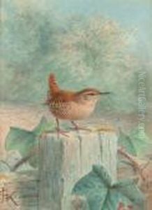 Wren Chirruping