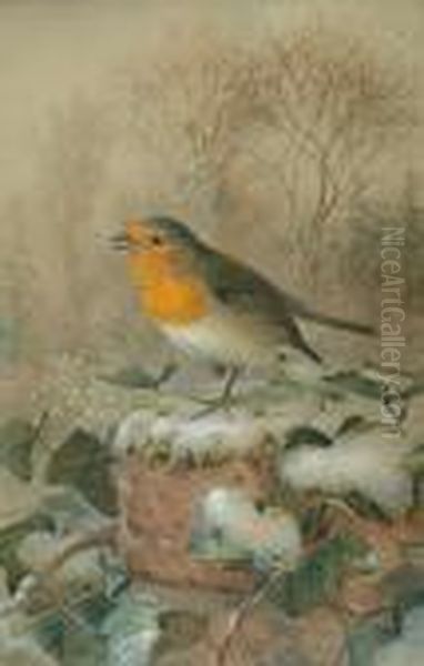 Winter Robin - view 1