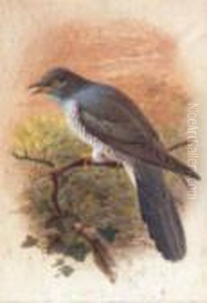 Cuckoo; Bullfinch - view 1