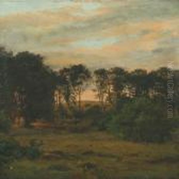 Forest Scenery Inthe Evening Sun - view 1