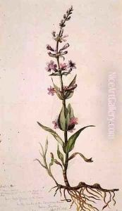 Wild Gili Flower of the Prairie on the Banks of the Canadian River, Indian Territory, 1869 by Vincent Colyer