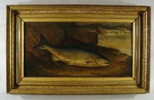 Salmon,a Prince Of The Finny Tribe by Samuel A. Kilbourne