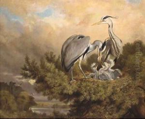 Herons feeding their young by John Carter
