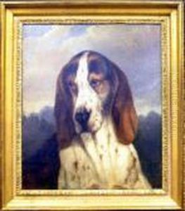 Head Of A Bassett Hound by Carl Fredrik Kioerboe