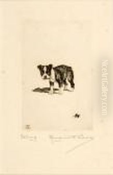 Stung, Boston Terrier - view 1