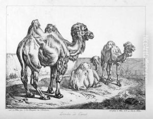 Dromedar Und Cameel - Camele Am Meeresstrand by Johan Adam Klein