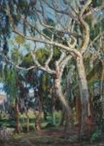 Tangled Branches, Laguna Canyon