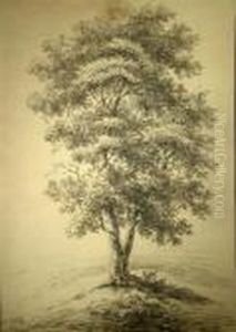 Baumstudie by Johann Christian Klengel