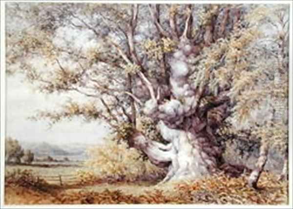 Squirrels in an Ancient Oak Tree - view 1