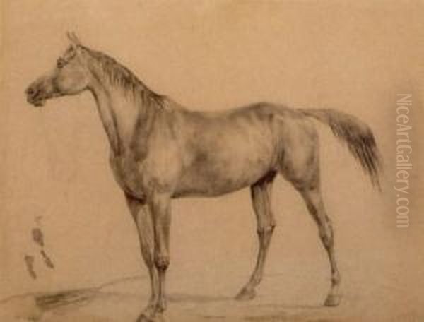 Stehendes Pferd - view 1