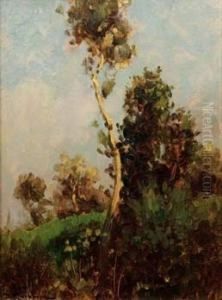 Paesaggio Con Albero