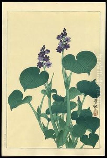 Purple Flowering Hosta - view 1