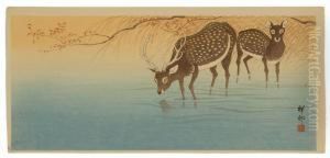 Spotted Deer In Water. Spotted Deer In Water.