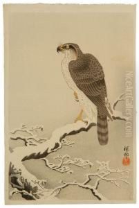 Hawk On A Snow-covered Tree Branch