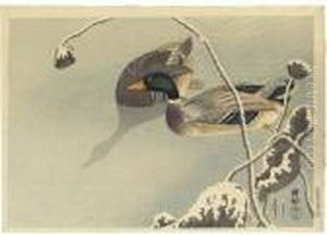 Mallard Ducks