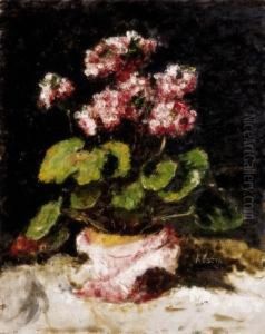Geranium Geranium