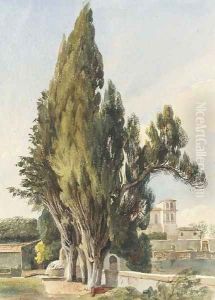 Cypresses at the Villa Albani