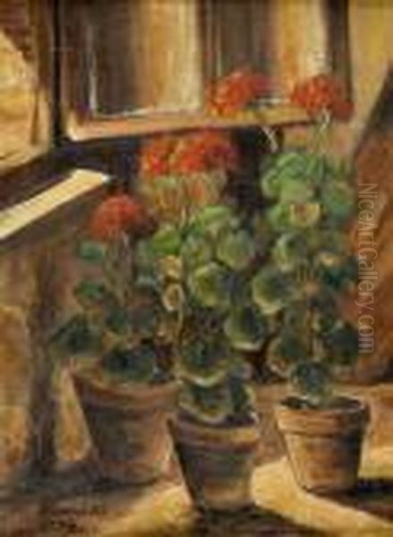 Pelargonie - view 1