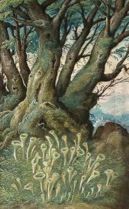 Cladonia pixidata (Lichen) and Carpinus betulus (Hornbeam) by Gherado Cibo