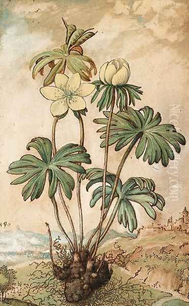 Eiranthis hyemalis (Winter Aconite) - view 1