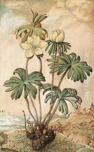 Eiranthis hyemalis (Winter Aconite) by Gherado Cibo