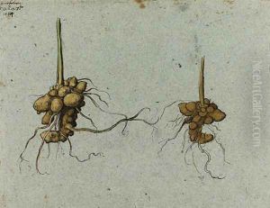 Studies of Tubers of Figwort (Scrophularia nodosa L.) by Gherado Cibo