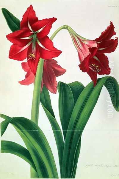 Hybrid Amaryllis Regina vittata - view 1