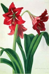 Hybrid Amaryllis Regina vittata by Barbara Cotton