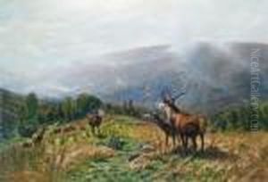Herd Of Red Deer