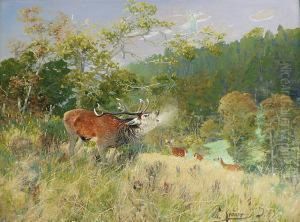 Le Brame Du Cerf Le Brame Du Cerf