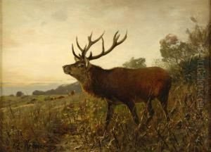Kapitaler Hirsch.