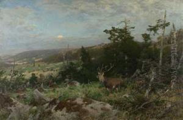 Rothirsch In Weiter Sommerlandschaft - view 1