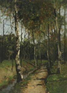 Birches By A Brook