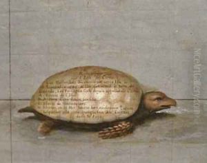 Terrestrial globe 36 by Vincenzo Maria Coronelli