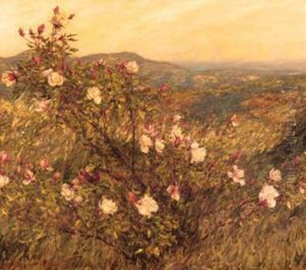Neglected Roses, Provence - view 1