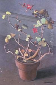 "geranios". by Fortunato Lacamera