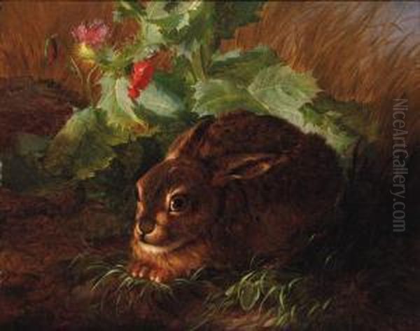 A Rabbit In Long Grass - view 1