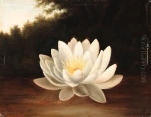 Water Lily by Paul Lacroix