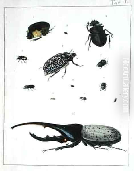 Various beetles - view 1