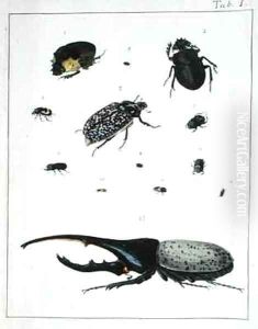 Various beetles