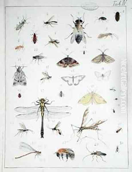 Various insects 3 - view 1
