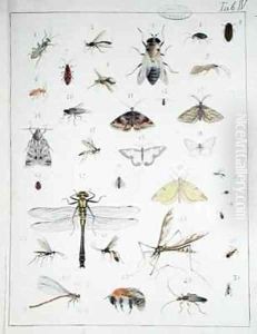 Various insects 3